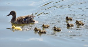 Entenfamilie mit grauen und einem gelben Küken im Wasser
